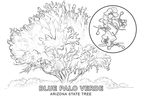 Arizona State Tree Coloring page