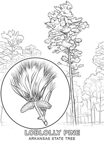 Arkansas State Tree Coloring page