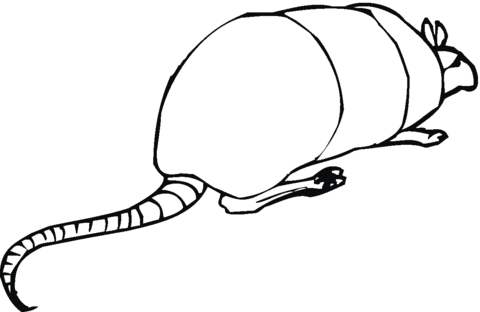 Armadilo 14 Coloring page