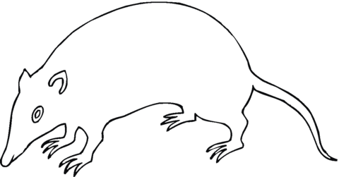 Rat Coloring page