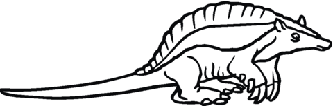 Armadilo 16 Coloring page