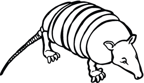 Armadilo 5 Coloring page