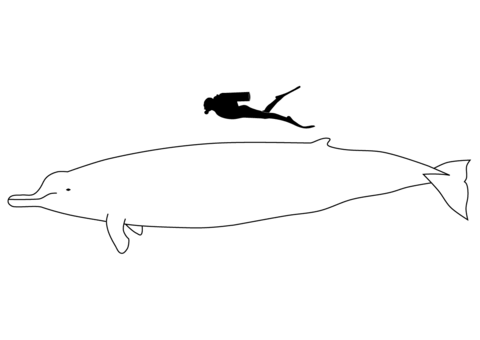 Arnoux's Beaked Whale Size Coloring page