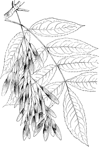 Green Ash or Red Ash Tree Coloring page