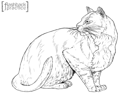 Asian Golden Cat Coloring page
