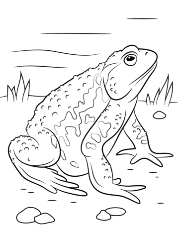 Asiatic Toad Coloring page