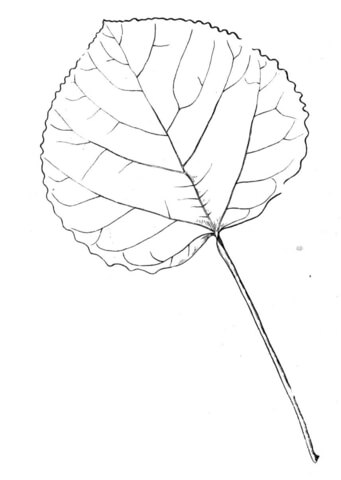 Aspen  leaf Coloring page