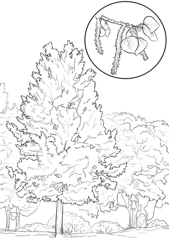 Aspen Tree Coloring page