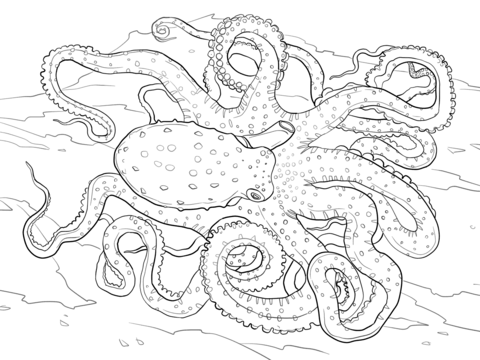Atlantic White Spotted Octopus Coloring page