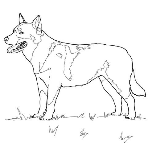 Australian Cattle Dog Coloring page