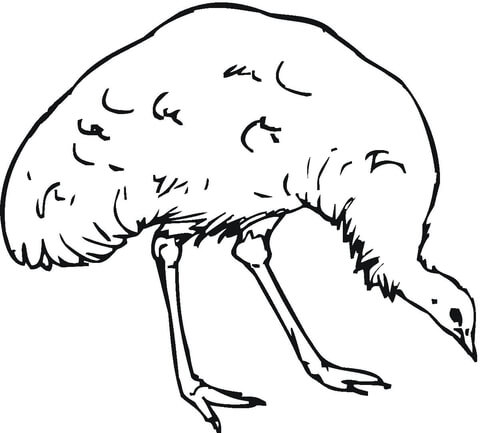 Australian Emu  Coloring page
