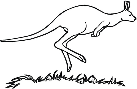Australian Kangaroo  Coloring page