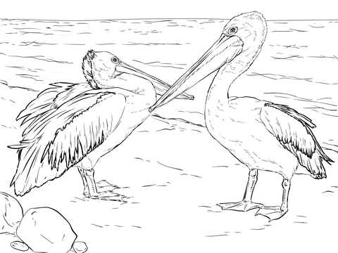 Australian Pelicans Coloring page