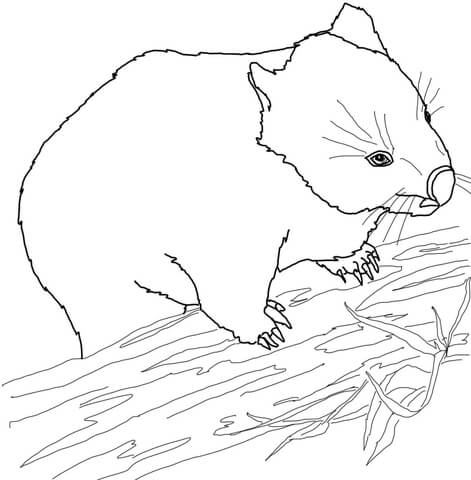 Australian Wombat Coloring page