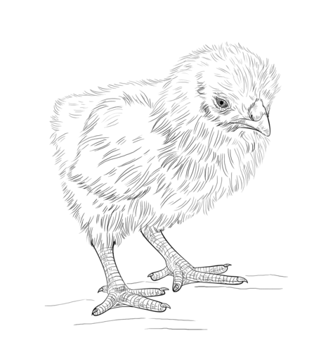 Baby Chick Coloring page