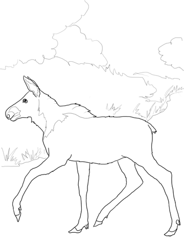 Baby Moose Coloring page