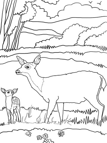 Baby Mule Deer with Mother Coloring page