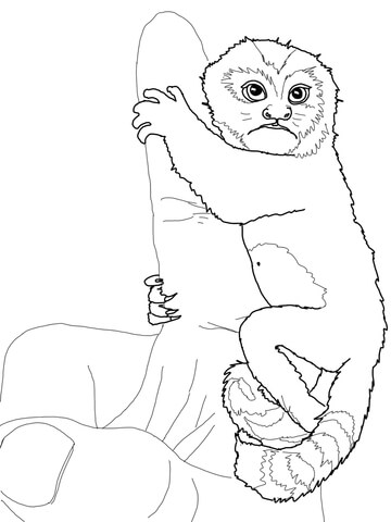 Baby Pygmy Marmoset Coloring page