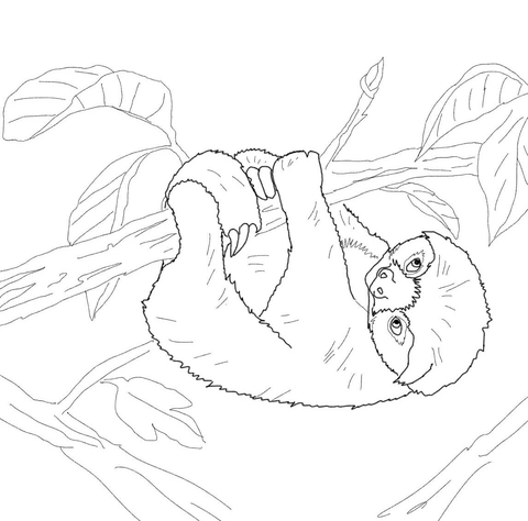 Baby Sloth Coloring page