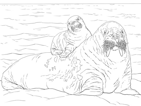 Baby Walrus on Moms Back Coloring page