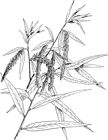 Babylon Willow or Weeping Willow Branch Coloring page