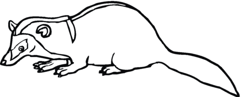 Badger 3 Coloring page