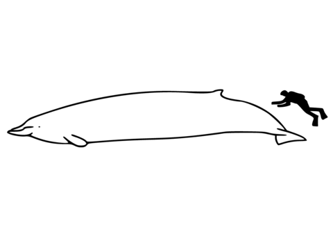 Baird's Beaked Whale Size Coloring page
