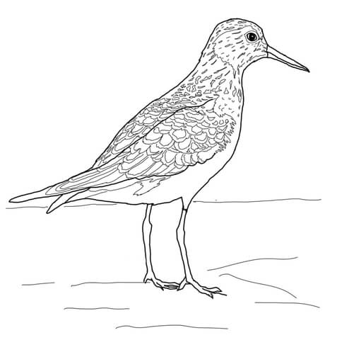 Baird's Sandpiper Coloring page