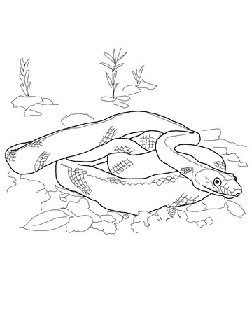 Baja California Rat Snake Coloring page