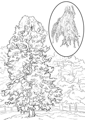 Bald Cypress Coloring page