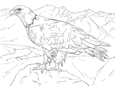Bald Eagle from Alaska Coloring page