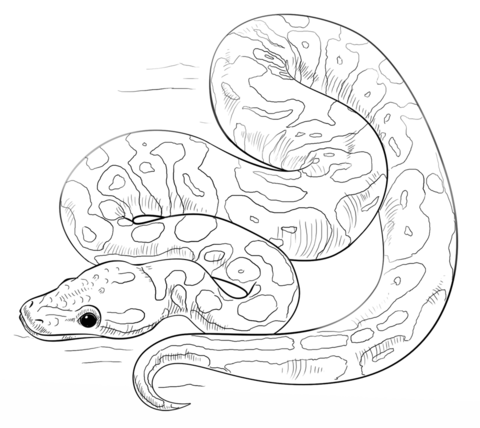 Orange ghost ball python Coloring page