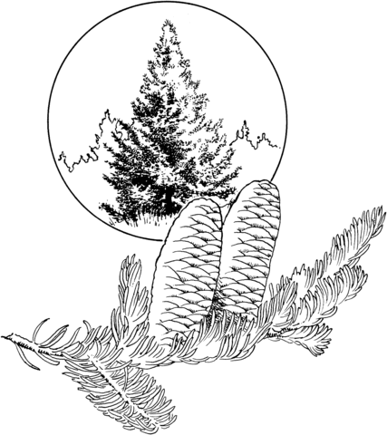 Balsam Fir Tree Coloring page