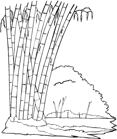 Bamboo  in the jungle Coloring page