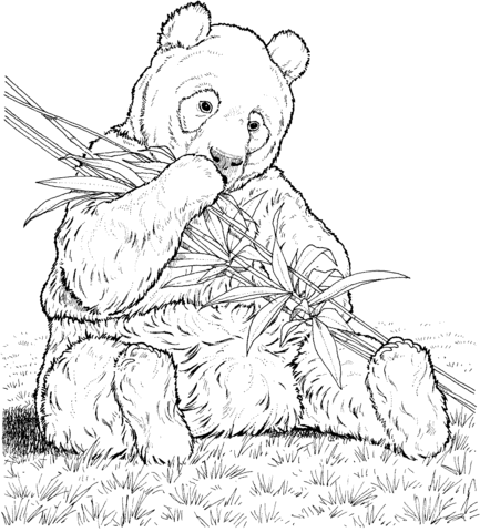 Panda Eats Bamboo Coloring page
