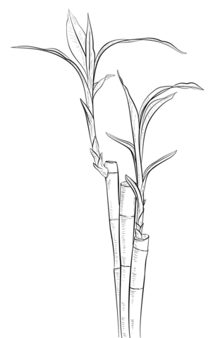 Bamboo houseplant  Coloring page