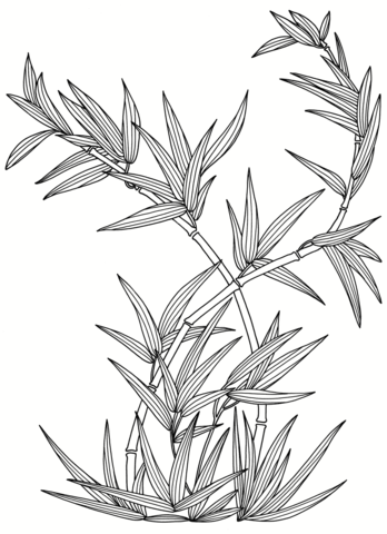 Bamboo Plant Coloring page