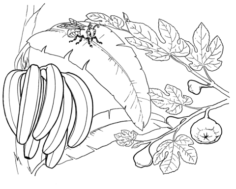 Bunch of bananas on a 'banana' tree Coloring page