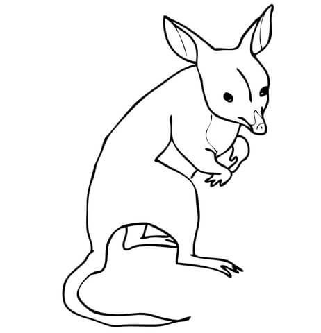 Bandicoot from Australia Coloring page