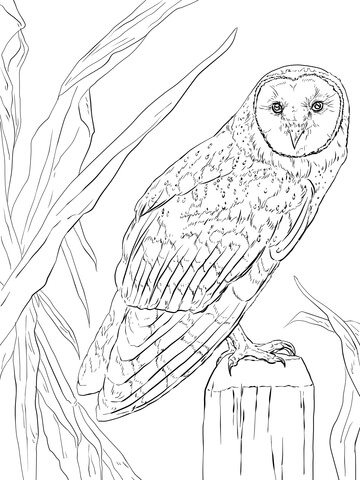 Flying Barn Owl Coloring page