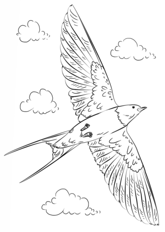 Barn Swallow in Flight Coloring page