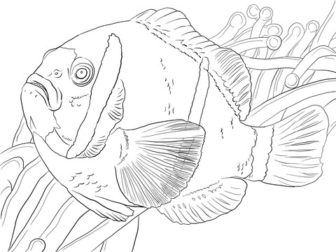 Barrier Reef Anemonefish Coloring page