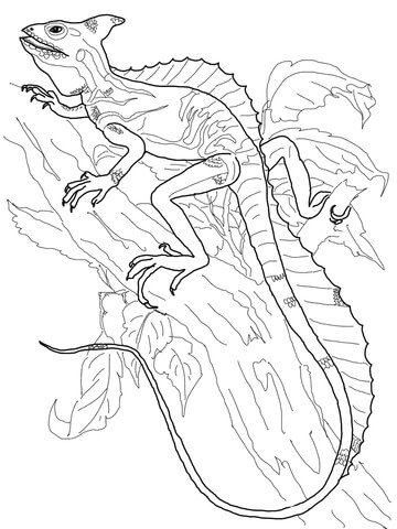 Basilisk Lizard Coloring page