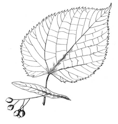 Basswood  Coloring page