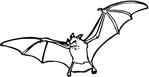 Bat 5 Coloring page