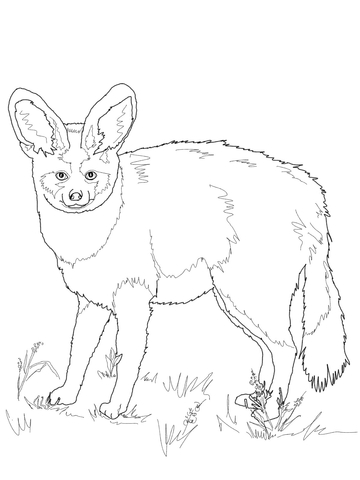 Bat Eared Fox Coloring page