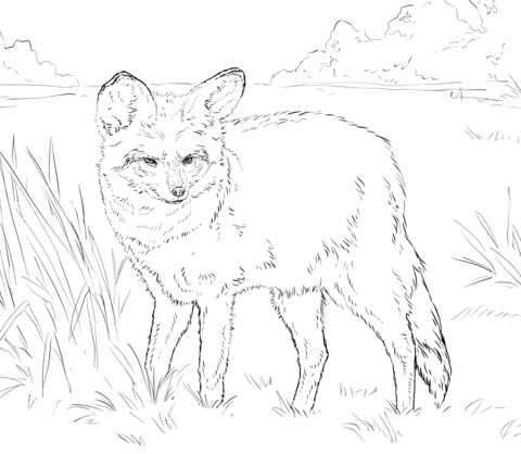 Bat-eared Fox Coloring page