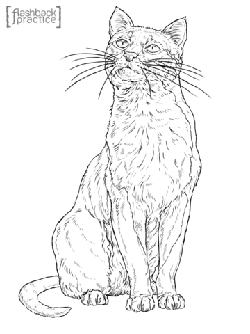 Bay Cat Coloring page