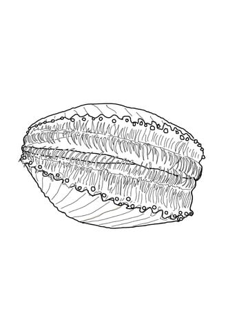 Bay Scallop Coloring page