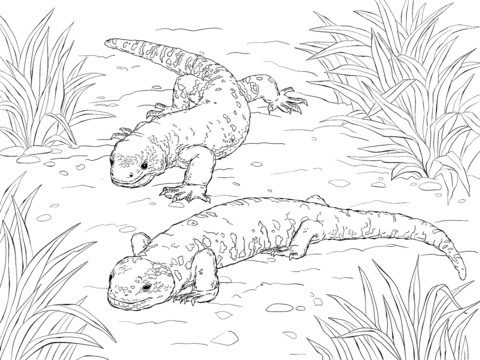 Beaded Lizard And Gila Monster Coloring page